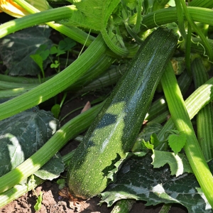 Zucchine Bio