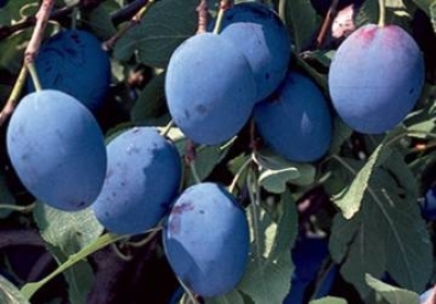 PRUGNE BIO