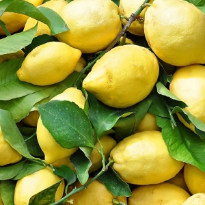 Limoni Bio