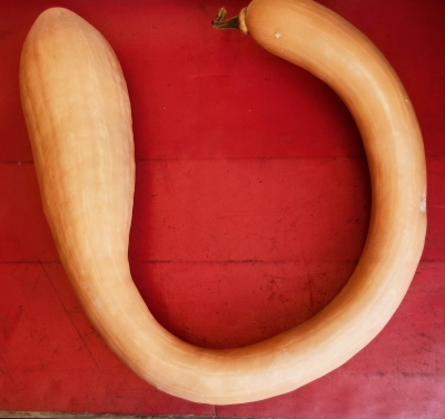 ZUCCA TROMBETTA BIO