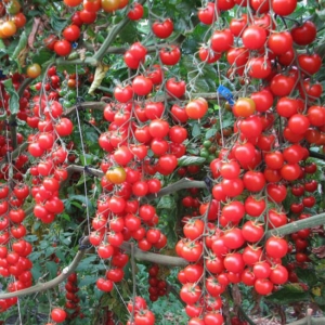 Pomodoro Ciliegino Bio
